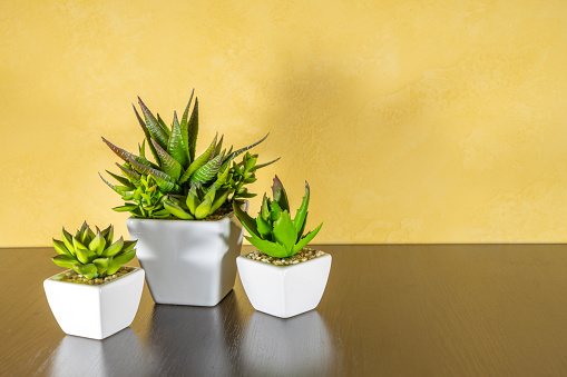 Three different artificial succulents or cacti in white ceramic pots on a brown table against a yellow wall. Copy space for text.