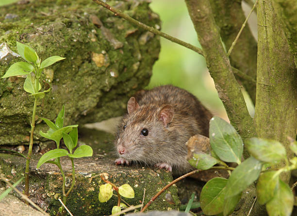 istock Brown rat outdoors amongst leaves and plants 147073537