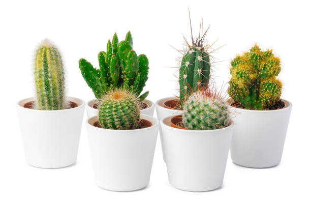 istock different types of cactus isolated on white background 1470736588