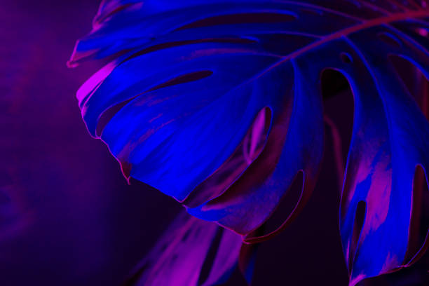 istock Monstera leaf in blue neon light close up 1470736869