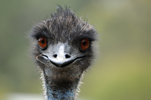 This wild emu in Australia looks a little bit stupid.