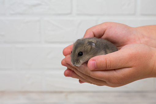 Little Dzungarian hamster in children's arms
