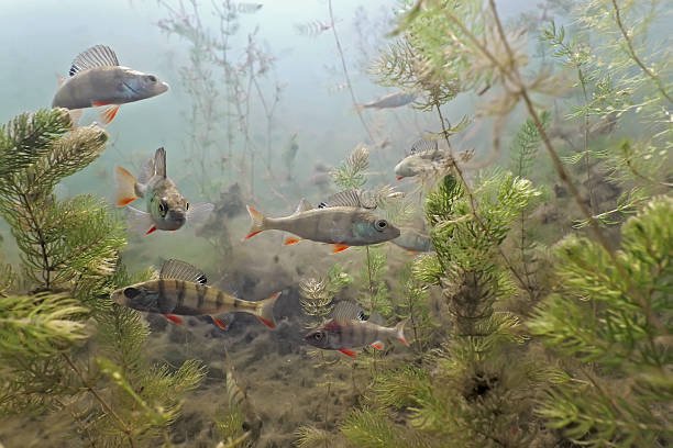 Underwater shot of shoal of perch with aquatic plant life stock photo