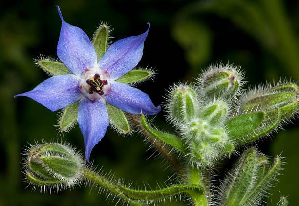 borraja flor - borage fotografías e imágenes de stock