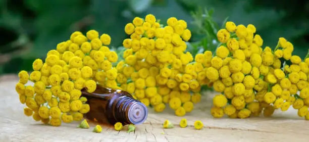 essential oil from the immortelle plant. nature selective focus