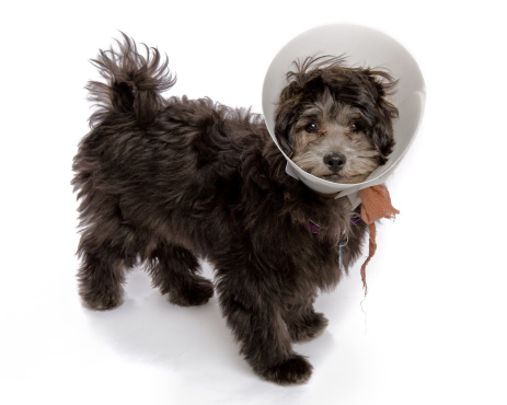 Our new puppy Lhasa Apso Poodle mix wearing his Surgical Elizabethan Collar for lick prevention isolated on a white background.