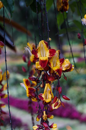 The red and yellow flowers of the Bignonia capreolata plant, also known as the crossvine