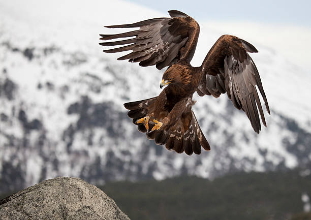 águila real comming a tierra - aguila real fotografías e imágenes de stock