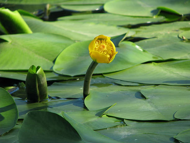 Blossoming Water-lily. stock photo