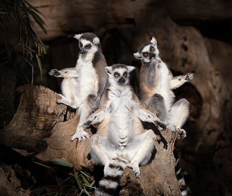 Pictures of cute ring-tailed lemur