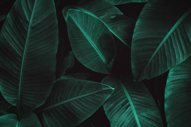 istock abstract green dark texture, nature background, tropical leaf 1470743055