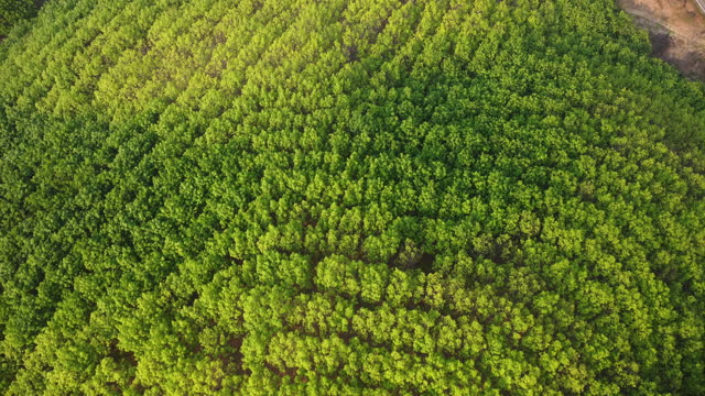 Aerial view of a rubber plantation in warm sunlight. Top view of rubber latex tree and leaf plantation, Business rubber latex agriculture. Natural landscape background.