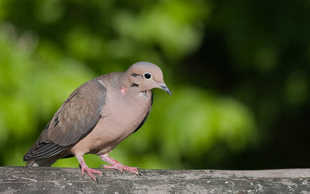 Morning Dove - Spring 2009 stock photo