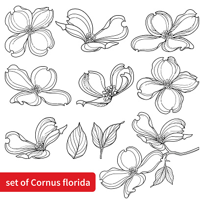 Vector set with outline American dogwood or Cornus Florida flowers and leaves in black isolated on white background. Dogwood tree in contour style for summer coloring book.