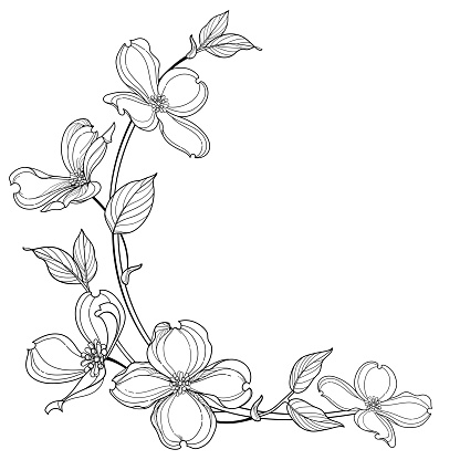 Vector corner bunch of outline American dogwood or Cornus Florida flowers and leaves in black isolated on white background. Dogwood tree in contour style for summer coloring book.