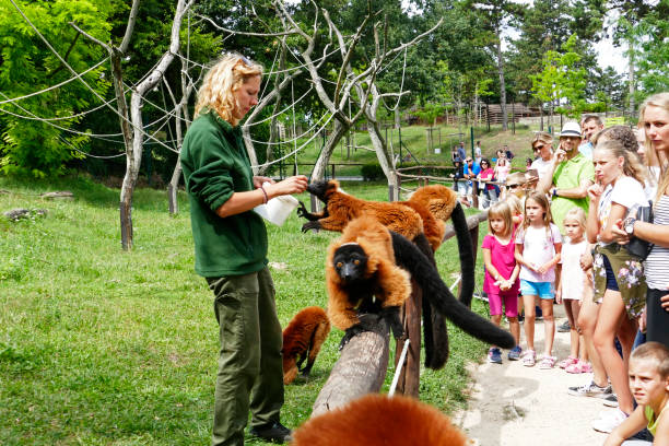 Lemur (red ruffed vari) feeding in the Veszprem zoo with visitors stock photo