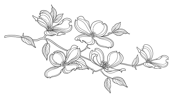 Vector branch of outline American dogwood or Cornus Florida flower and foliage in black isolated on white background. Dogwood tree in contour style for summer coloring book.