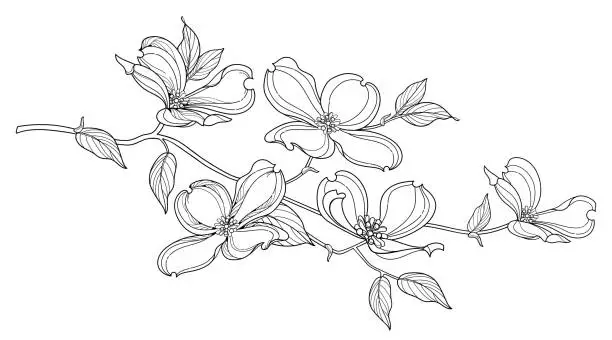 Vector illustration of Branch of outline American dogwood or Cornus Florida flower and foliage in black isolated on white background.