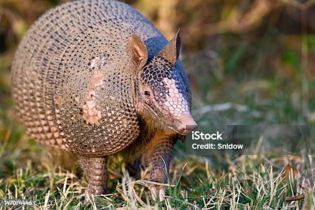 Nine Banded Armadillo Stock Photo - Download Image Now - Armadillo, Animal Wildlife, Animals In The Wild - iStock Nine Banded Armadillo Stock Photo - Download Image Now - Armadillo, Animal Wildlife, Animals In The Wild - iStock