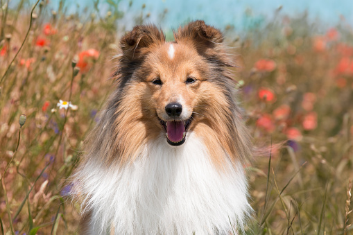 Cute sable white shetland sheepdog, sheltie sitting outdoors on a field of poppies daisies cornflowers. Adorable small collie, little lassie on sunny summer hot day outside with meadow flowers