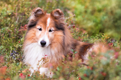 A papillon breed dog lying in the grass.  Narrow depth of field with focus on the eyes.\n\n[url=search/lightbox/11370194] [img]http://richlegg.com/istock/banners/dog_banner.jpg[/img][/url]\n[b][url=search/lightbox/11370194]Click HERE to see my other Doggie images[/url][/b]