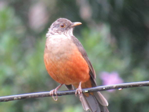 istock orange thrush/Turdus rufiventrisVieillot 1470745244