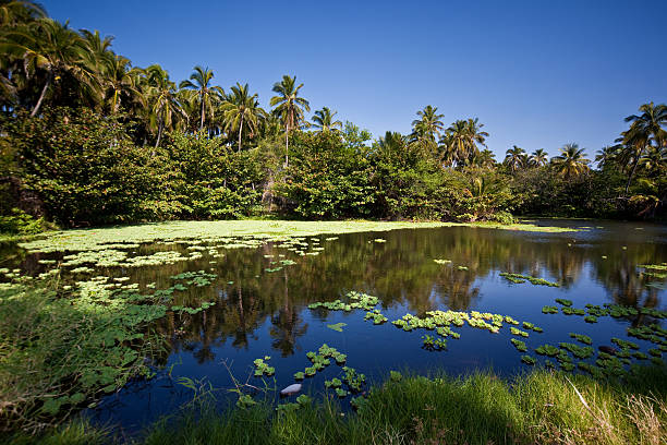 Green Water Lily Pond with Palm Trees and Blue Sky stock photo