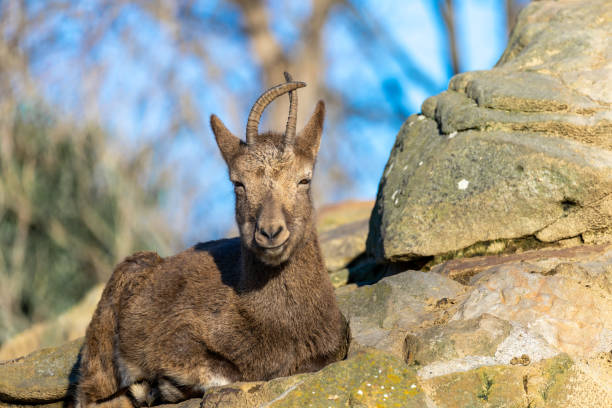 istock Chamois Buck Laying On Rocks 1470745767