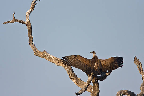 Vulture in tree stock photo