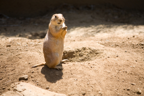 Prairie dog standing on back legs outside its hole.