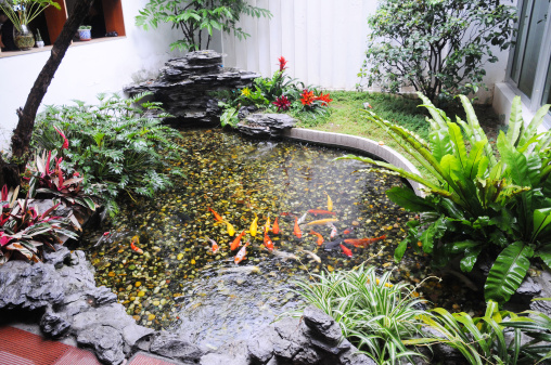 The Chinese traditional style small family garden with tropical plant and colorful koi fish pond.