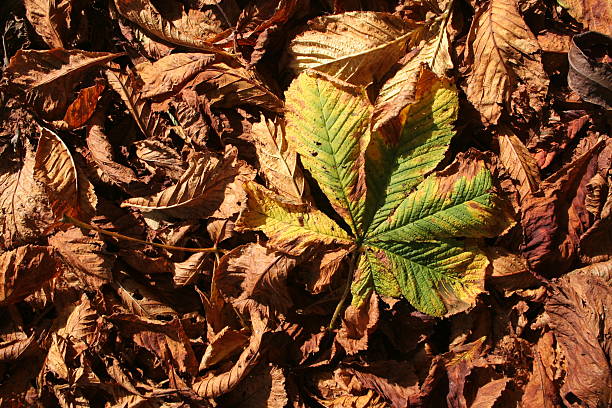 Autumn leaves stock photo