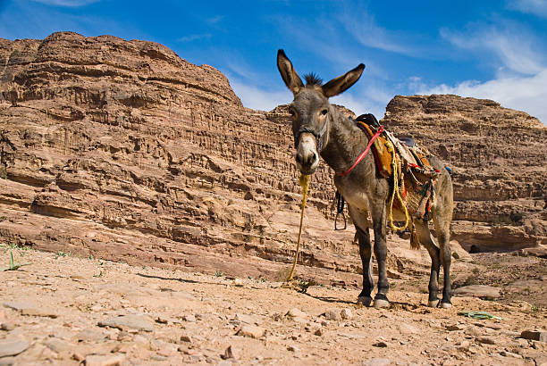 istock Donky in the mountain 147074916