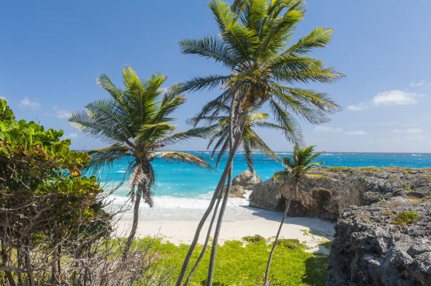 istock Bottom Bay beach in Barbadois 1470749480