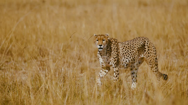 SLOW MOTION Cheetah walking in sunny grassy field on wildlife reserve