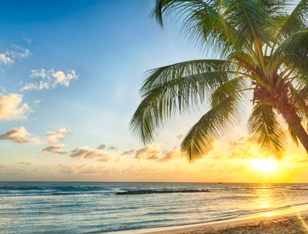 istock Beautiful vivid sunset over the coco palm in Barbados 1470749878