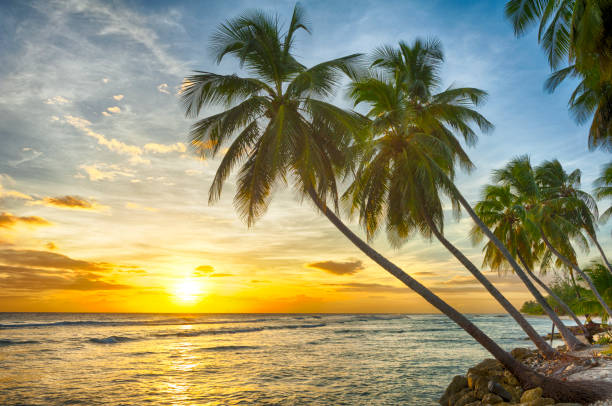 istock Beautiful vivid sunset over the coco palm in Barbados 1470749902