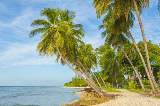 istock Tropical beach in Barbados 1470750632