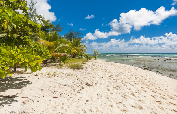 istock Tropical beach in Barbados 1470750732