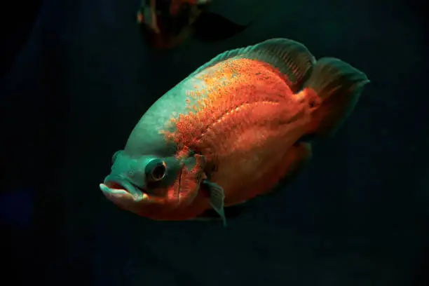 Photo of Bright red and blue astronotus fish deep in the dark sea water