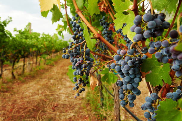rote rebsorte auf dem zweig des busches im weingut - grape vineyard vine winery stock-fotos und bilder