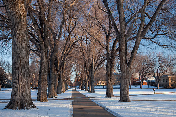 istock alley of old elm trees at university campus 147075108