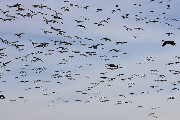 istock Flock of Geese 147075140