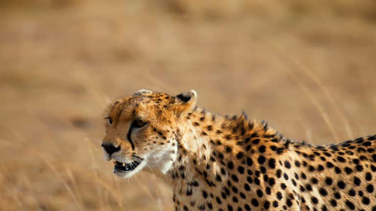 SLOW MOTION Close up Cheetah walking in grassy field on wildlife reserve