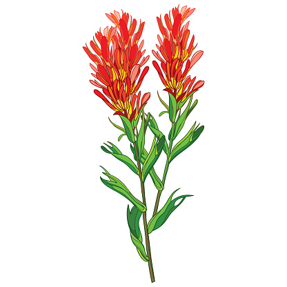 Vector outline Castilleja or Indian paintbrush red flower, bud and leaves isolated on white background. Summer flower Indian paintbrush in contour style for coloring book.