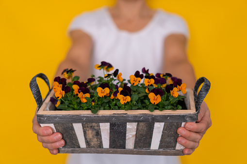 gardening in springtime, close up woman presenting basket full of violet flowers yellow background shallow focus