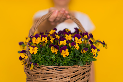 happy valentine, close up woman holding wicker basket full of violets yellow springtime background shallow focus on flowers