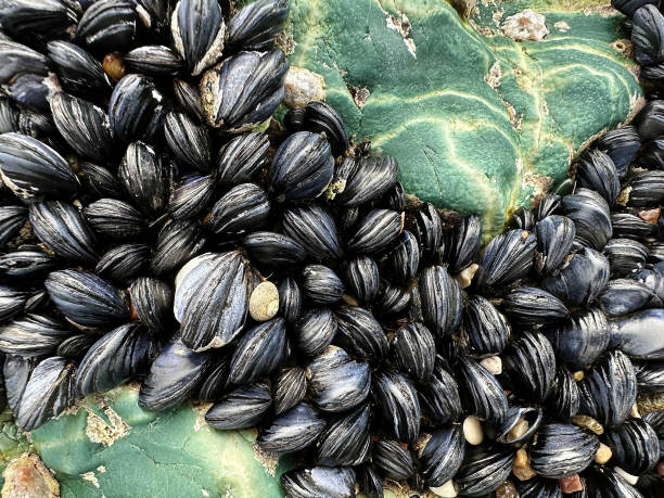 istock Background texture of blue stone with many black mussels shells 1470753013