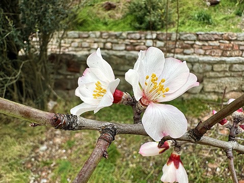 Fresh pink almond flowers on a tree branch in the garden. Spring bloom plants and nature