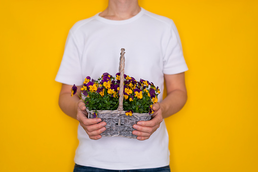 bodypart man holding basket with violet flowers yellow background springtime birthday valentines mothers day